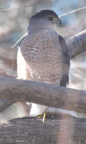 Welcome home Rufous